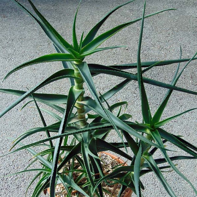 Aloe striatula (Hafen)