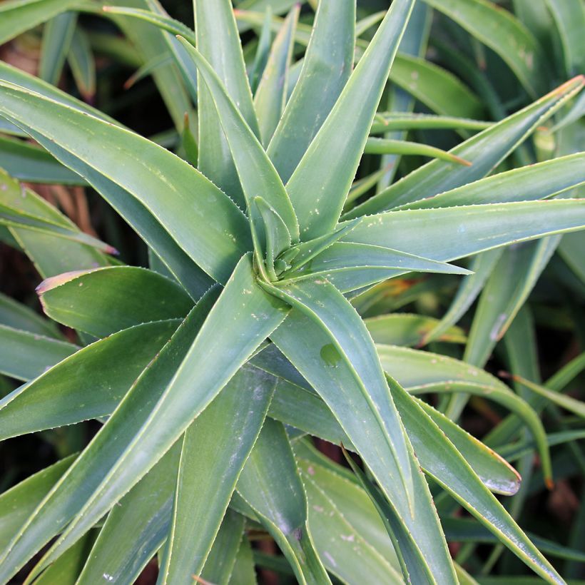 Aloe striatula (Laub)