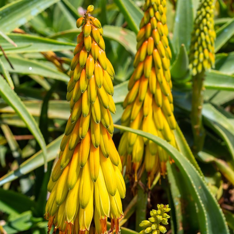 Aloe striatula (Blüte)