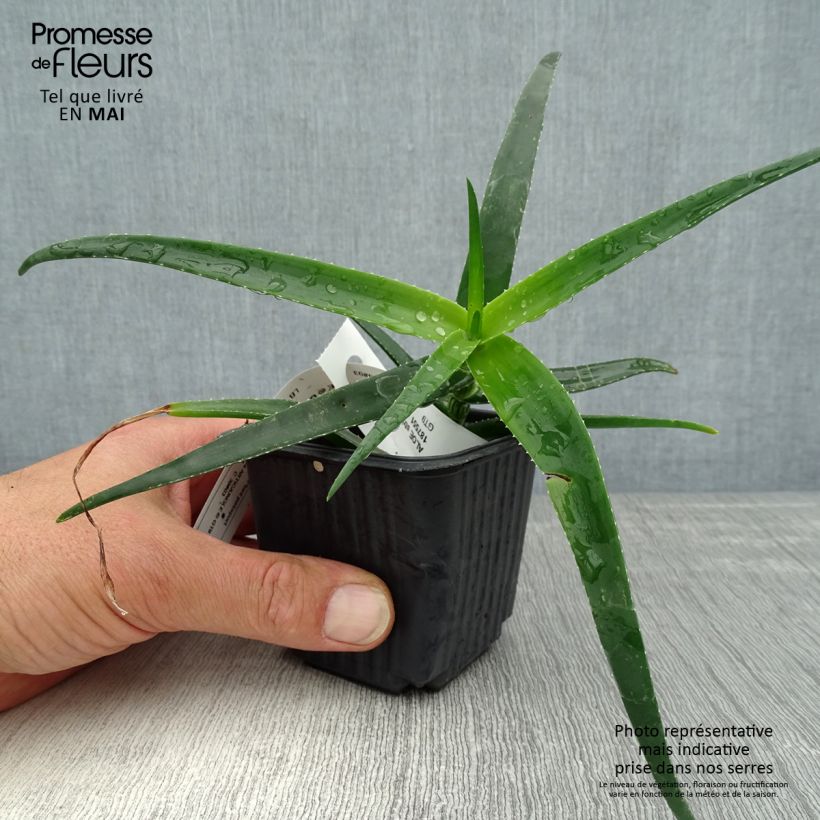 Exemplar von Aloe striatula ArticJungle - Aloès arbustif - Godet de 8/9 cm wie im Frühjahr geliefert