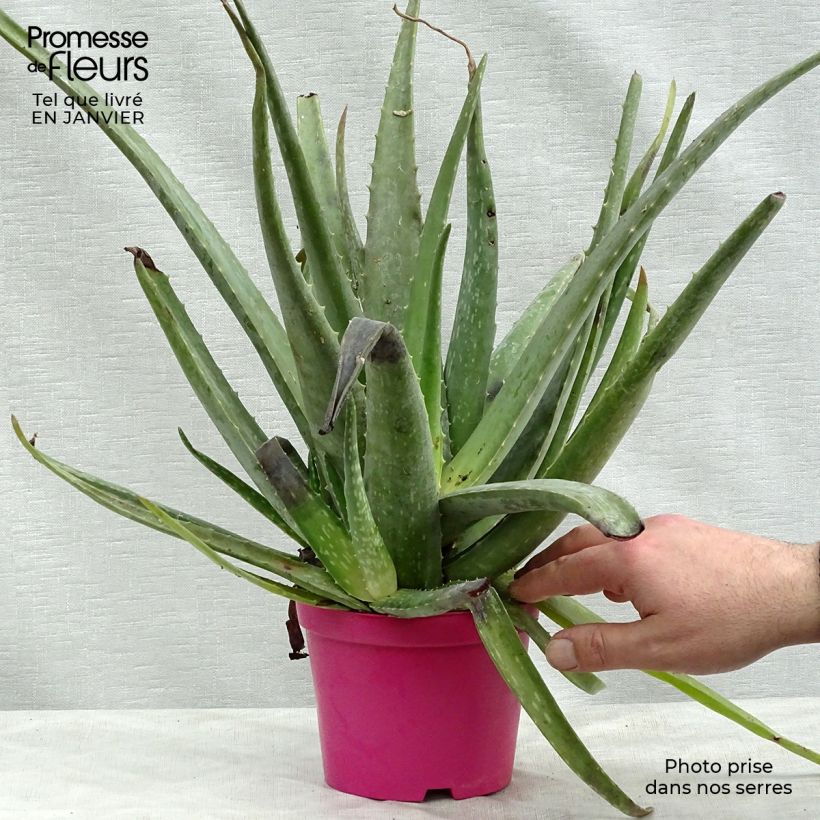 Exemplar von Aloe vera - Echte Aloe wie im Winter geliefert