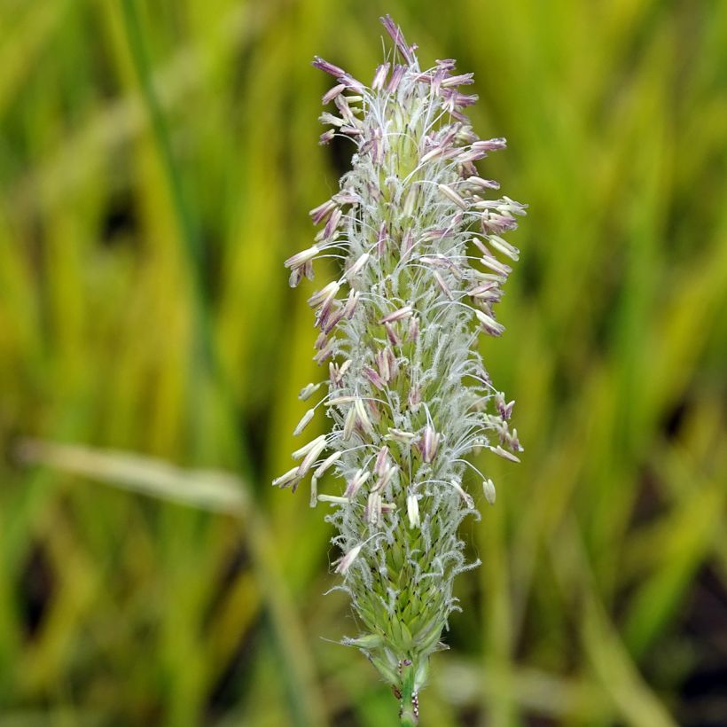 Alopecurus pratensis Aureovariegatus - Wiesen-Fuchsschwanz (Blüte)