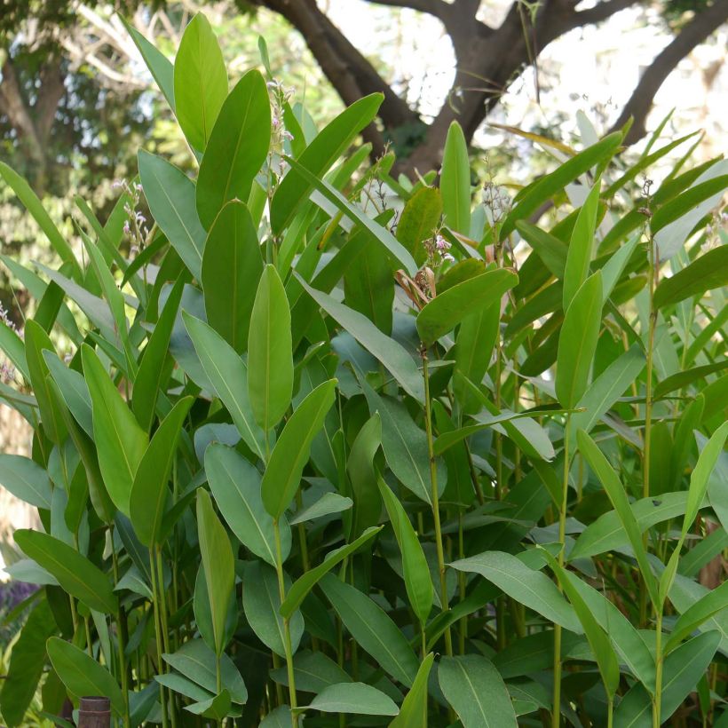 Alpinia galanga - Thai-Ingwer (Laub)