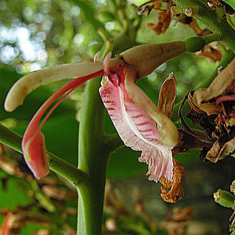 Alpinia galanga - Thai-Ingwer (Blüte)