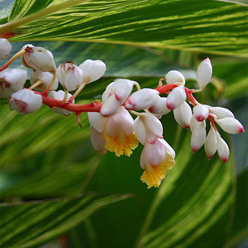 Alpinia zerumbet Variegata - Muschelingwer (Blüte)