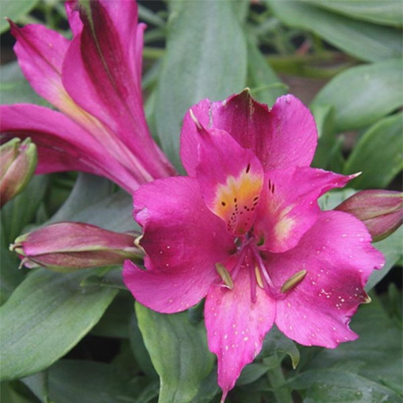 Alstroemeria Inca Yuco - Inkalilie (Blüte)