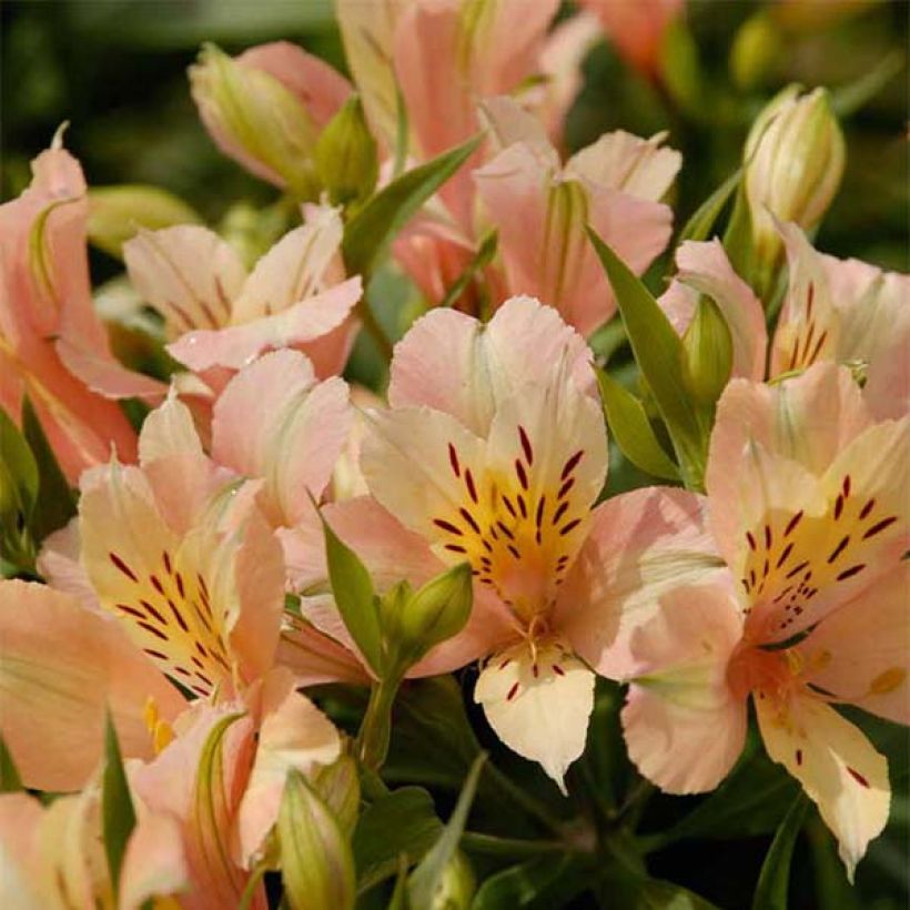 Alstroemeria Inca Coral - Inkalilie (Blüte)