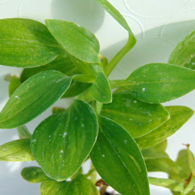 Alstroemeria Inticancha Magic White - Inkalilie (Laub)