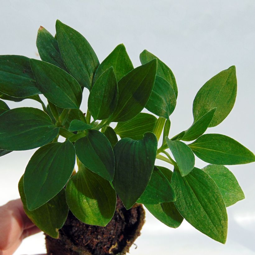 Alstroemeria Inticancha Navajo - Inkalilie (Laub)