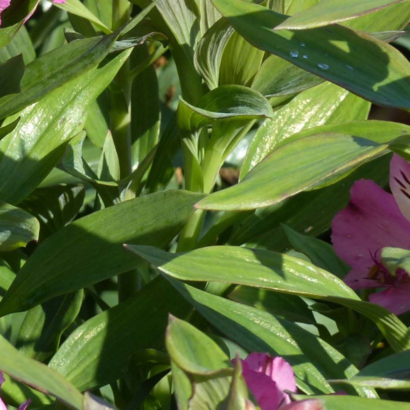 Alstroemeria Garden Summer Saint - Inkalilie (Laub)