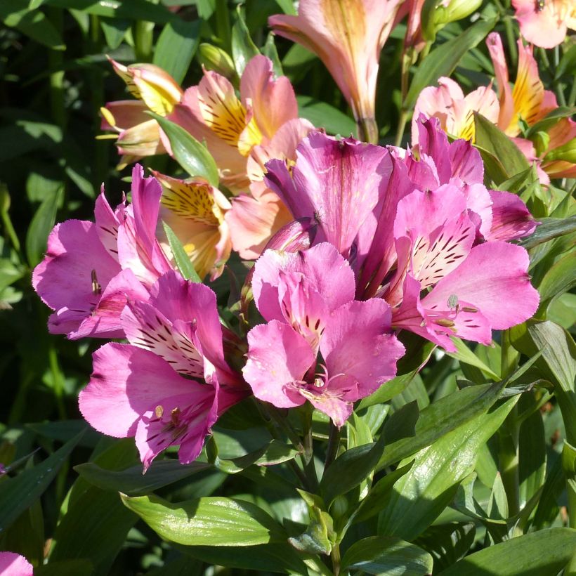 Alstroemeria Garden Summer Saint - Inkalilie (Blüte)