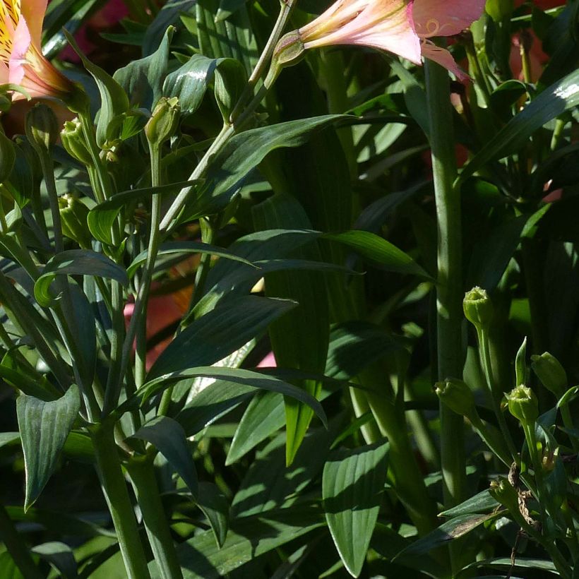 Alstroemeria Garden Summer Sky - Inkalilie (Laub)