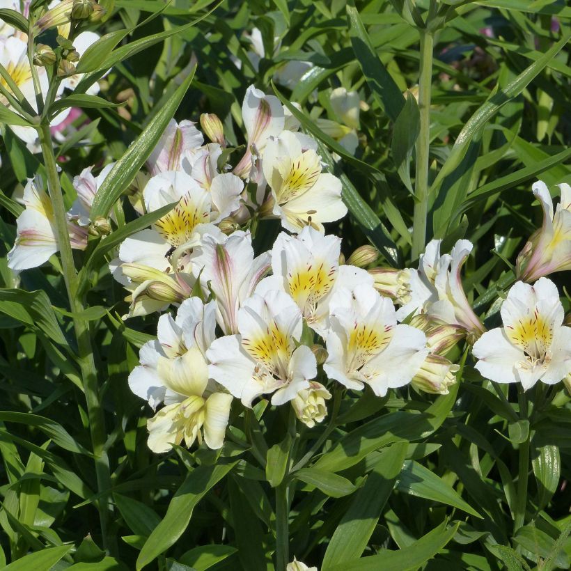 Alstroemeria Garden Summer Sky - Inkalilie (Blüte)