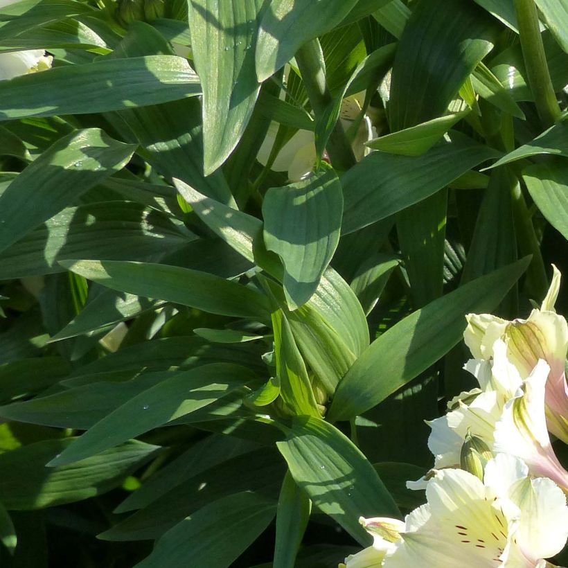 Alstroemeria Garden Summer Snow - Inkalilie (Laub)