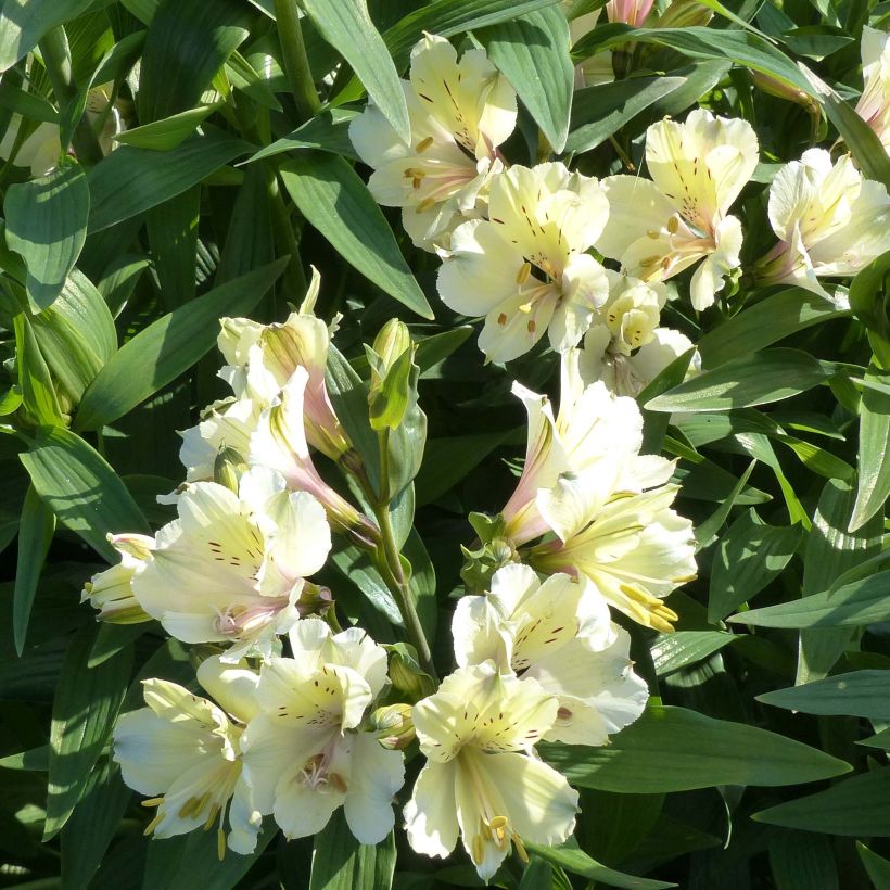 Alstroemeria Garden Summer Snow - Inkalilie (Blüte)