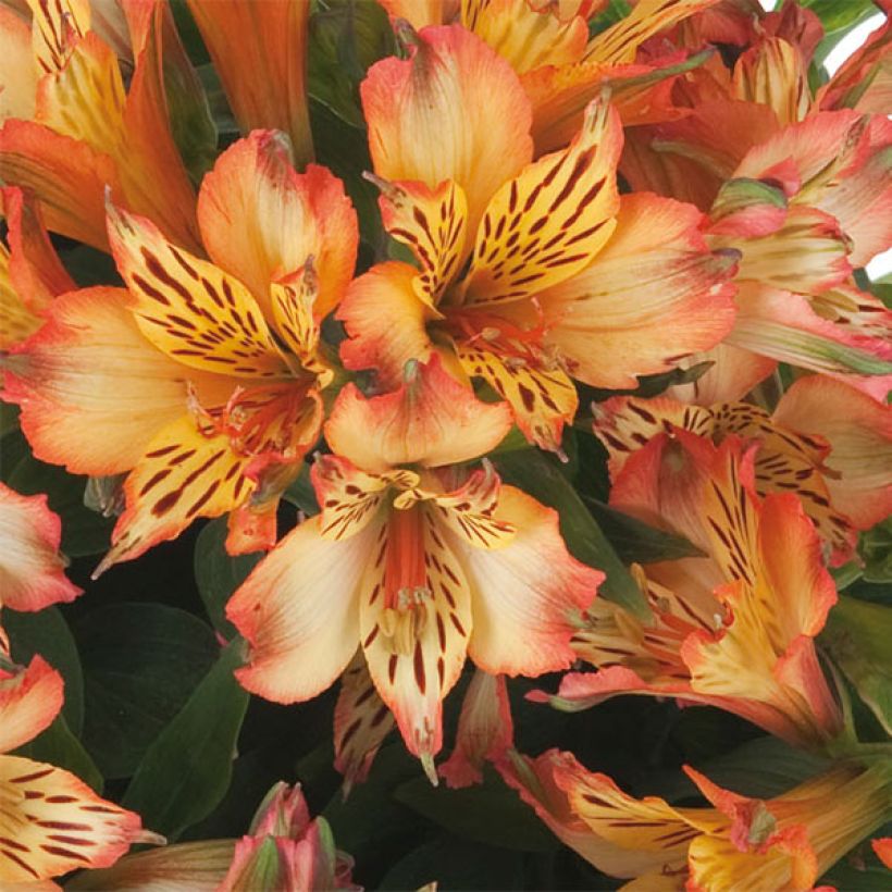 Alstroemeria Inticancha Bryce - Inkalilie (Blüte)