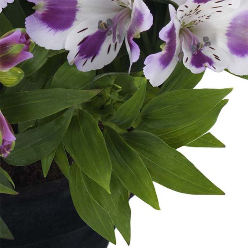 Alstroemeria Inticancha Passion - Inkalilie (Laub)