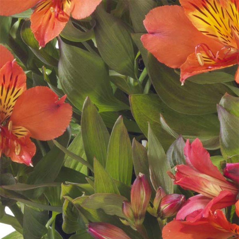 Alstroemeria Summer Paradise Summer Holiday - Inkalilie (Laub)