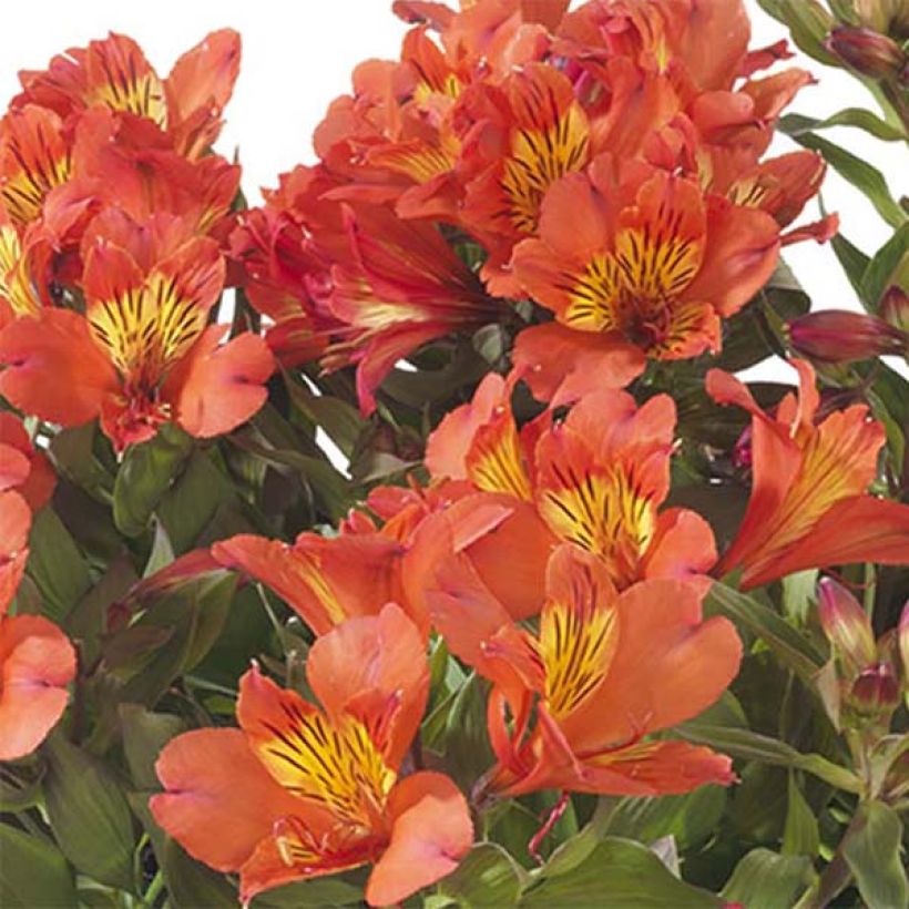 Alstroemeria Summer Paradise Summer Holiday - Inkalilie (Blüte)