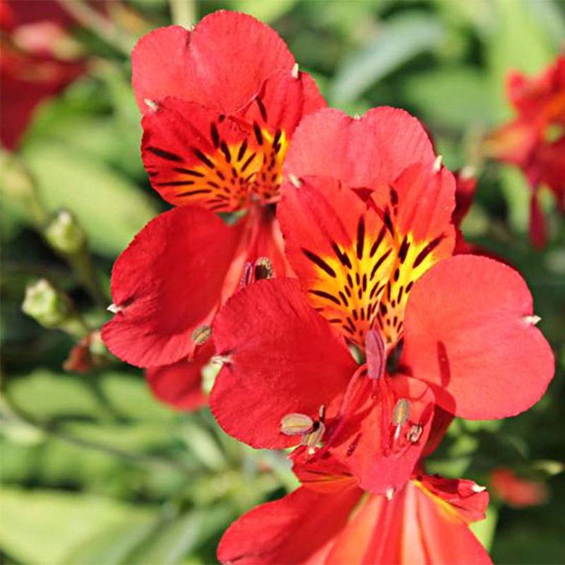 Alstroemeria Mars - Inkalilie (Blüte)