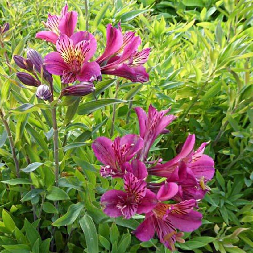 Alstroemeria Mauve Majesty - Inkalilie (Blüte)