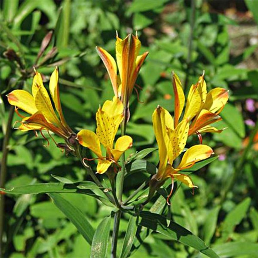 Alstroemeria Sweet Laura - Inkalilie (Blüte)