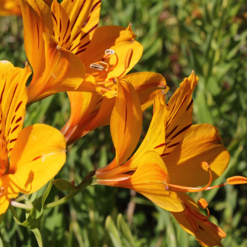 Alstroemeria aurantiaca - Inkalilie (Blüte)