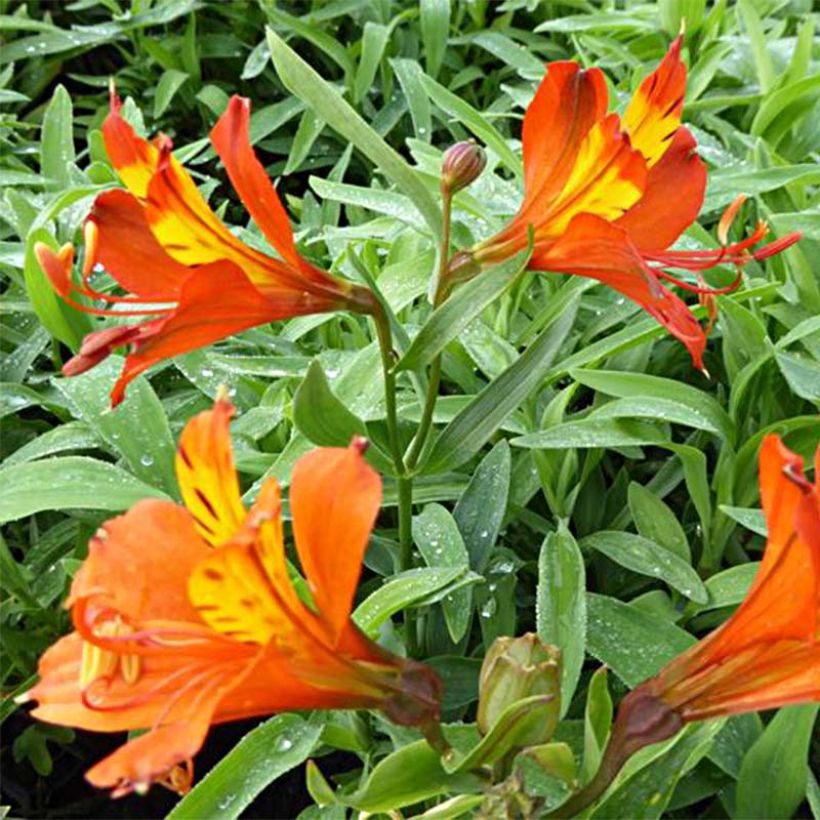 Alstroemeria aurantiaca Orange King - Inkalilie (Blüte)