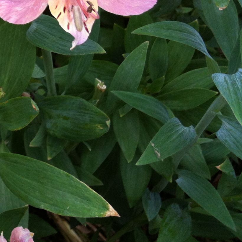 Alstroemeria Ligtu Hybrid - Inkalilie (Laub)