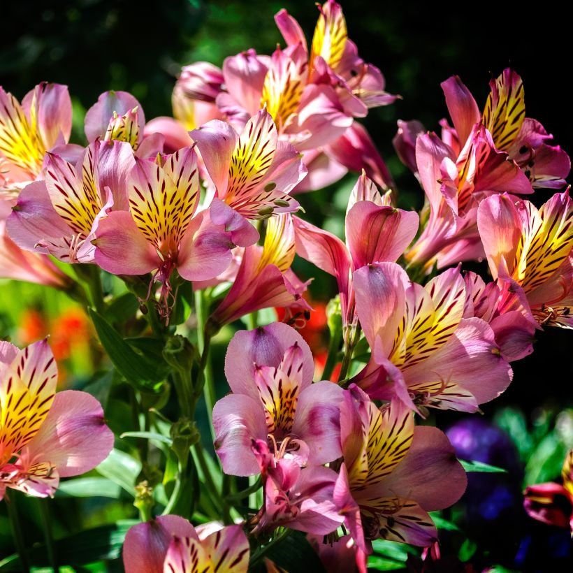 Alstroemeria Ligtu Hybrid - Inkalilie (Hafen)