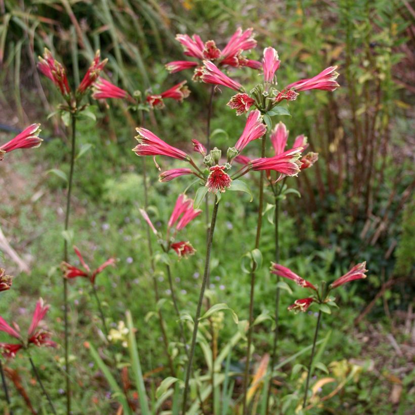 Alstroemeria psittacina - Inkalilie (Hafen)