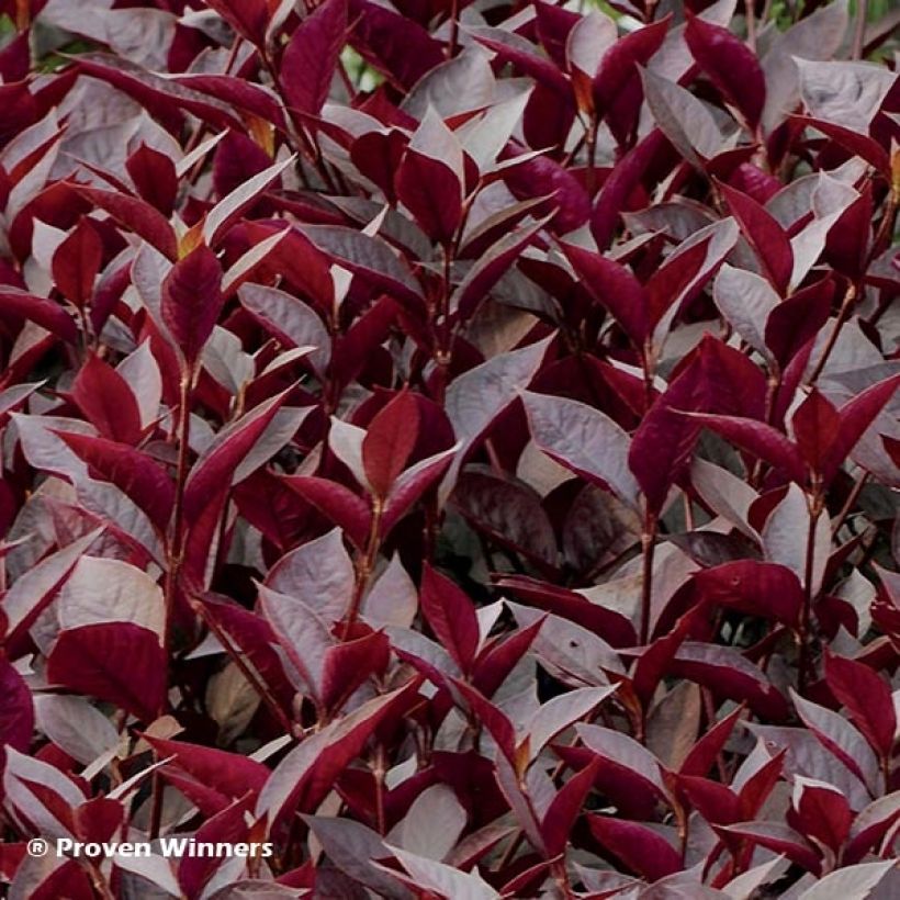 Alternanthera Purple Knight - Papageienblatt (Laub)