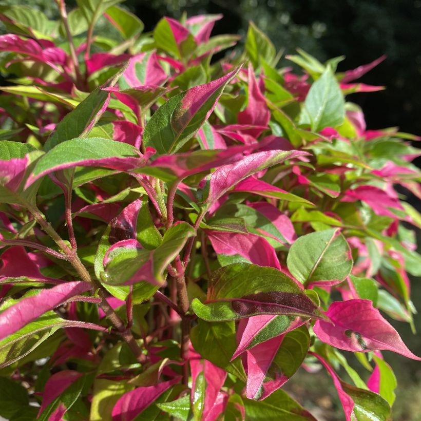 Alternanthera ficoidea Party Time - Papageienblatt (Laub)