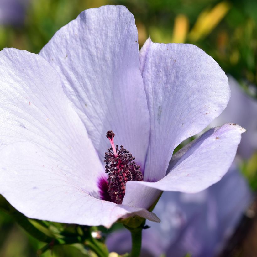 Alyogyne cuneiformis - Blauer Hibiskus (Blüte)