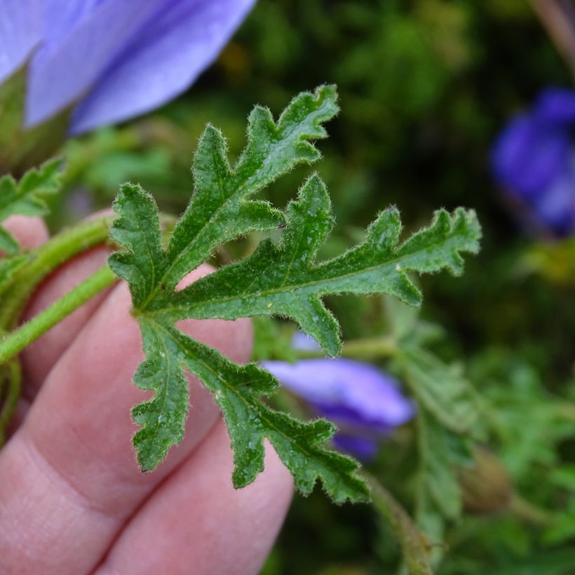 Alyogyne huegelii - Blauer Hibiskus (Laub)