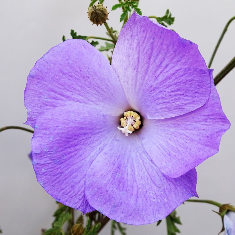 Alyogyne huegelii - Blauer Hibiskus (Blüte)