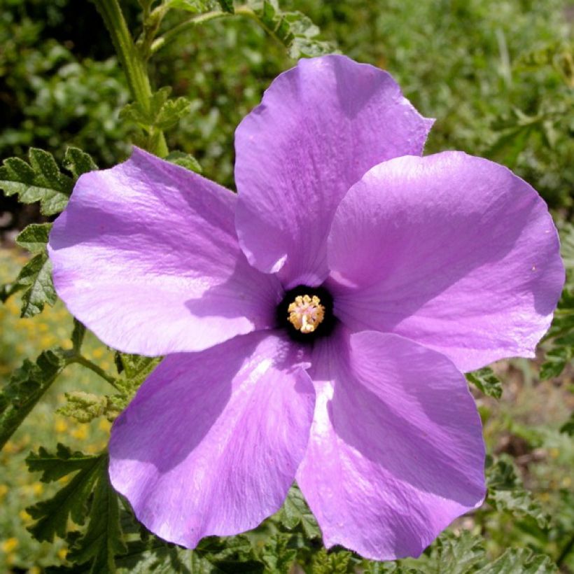 Alyogyne huegelii Santa Cruz - Blauer Hibiskus (Blüte)