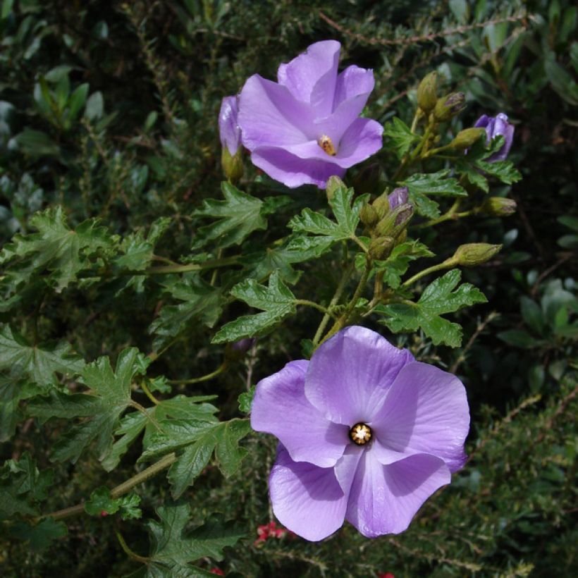 Alyogyne huegelii Santa Cruz - Blauer Hibiskus (Hafen)