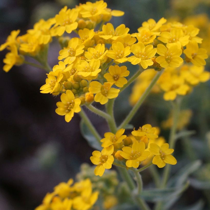 Alyssum argenteum - Silber-Steinkresse (Blüte)