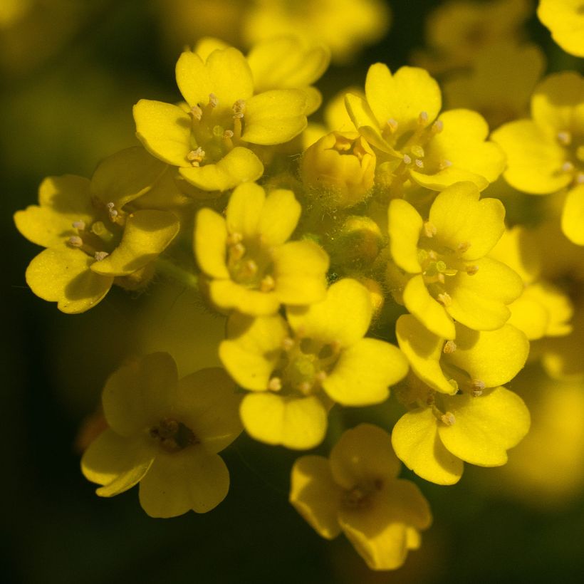 Alyssum saxatilis Compactum - Felsen-Steinkresse (Blüte)