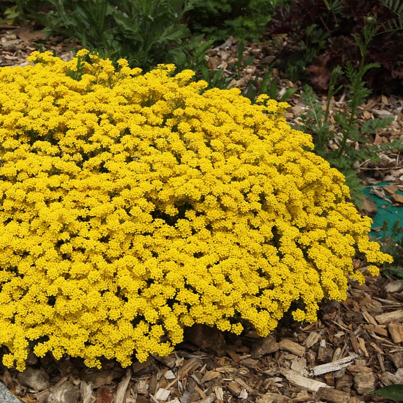 Alyssum saxatilis Compactum - Felsen-Steinkresse (Hafen)