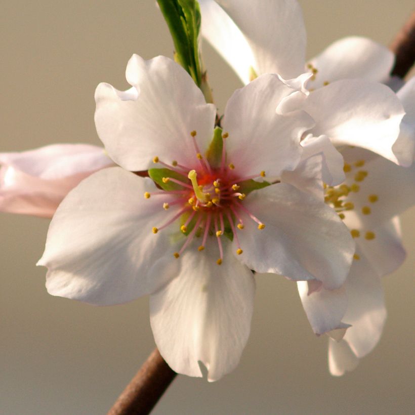 Mandelbaum Aï Bio - Prunus dulcis (Blüte)