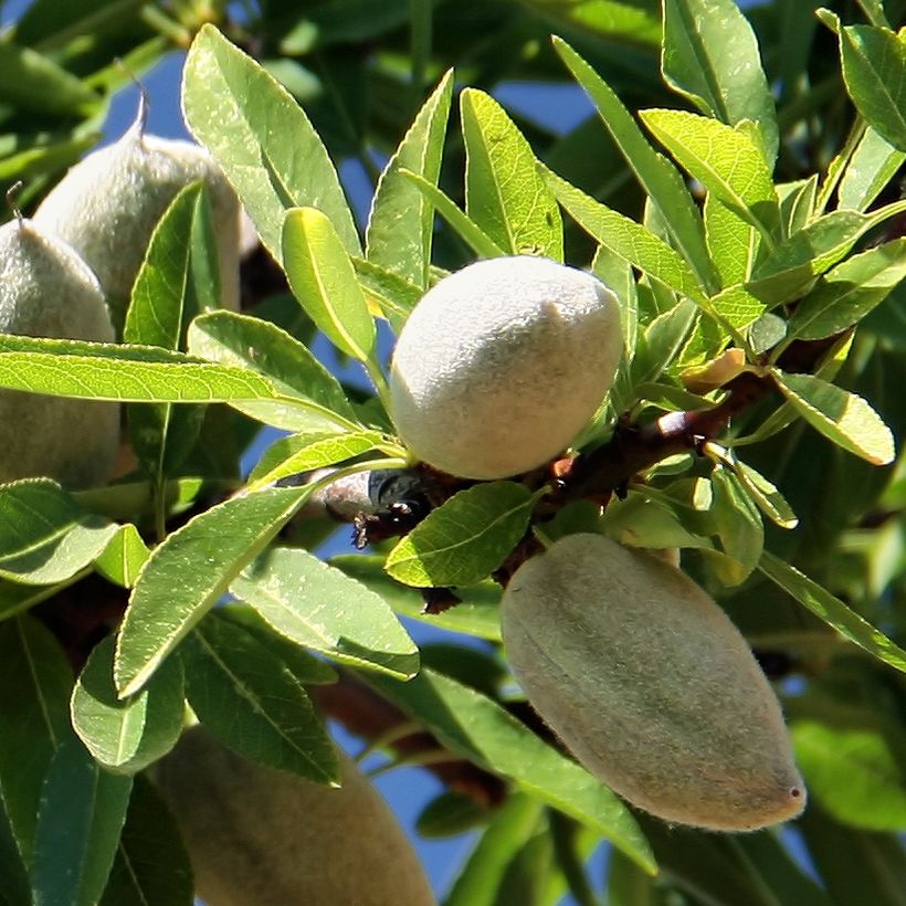 Mandelbaum Aï Bio - Prunus dulcis (Ernte)