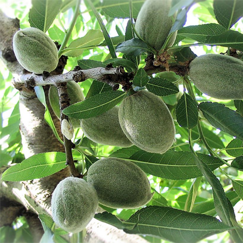 Mandelbaum Ferraduel - Prunus dulcis (Ernte)