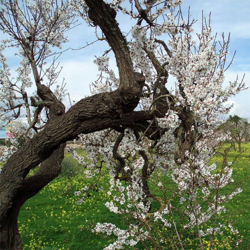 Mandelbaum Ferragnes - Prunus dulcis (Hafen)