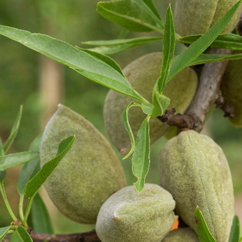 Mandelbaum Princesse - Prunus dulcis (Laub)