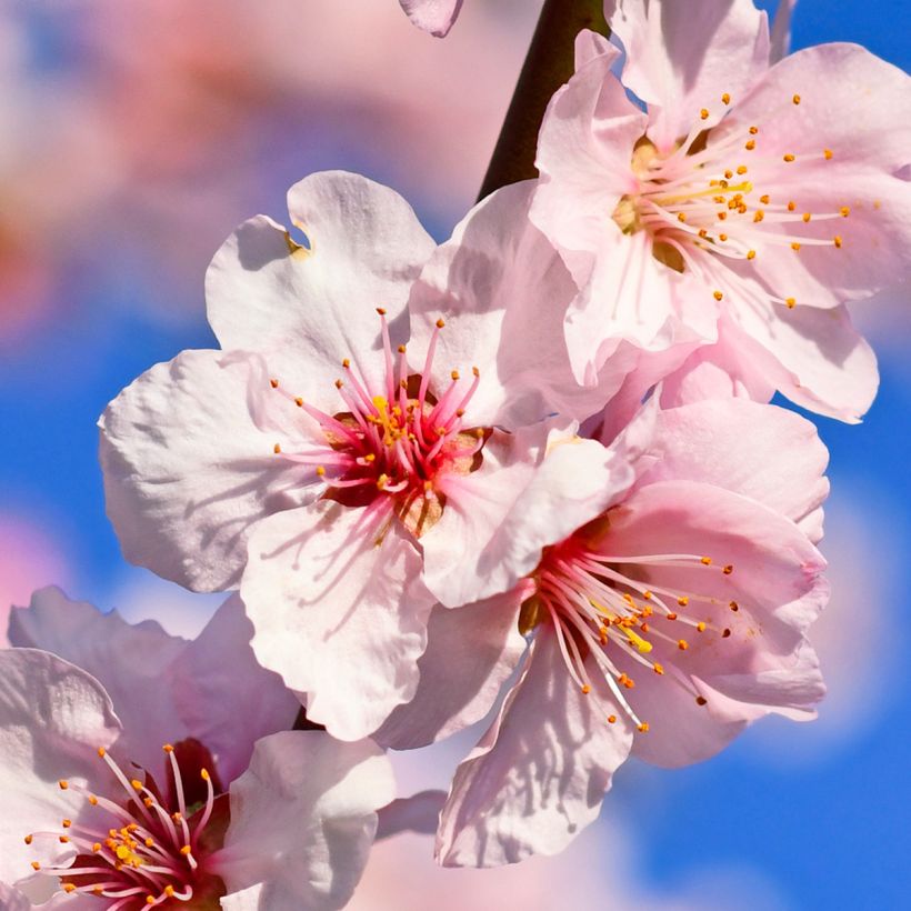 Mandelbaum - Prunus dulcis (Blüte)