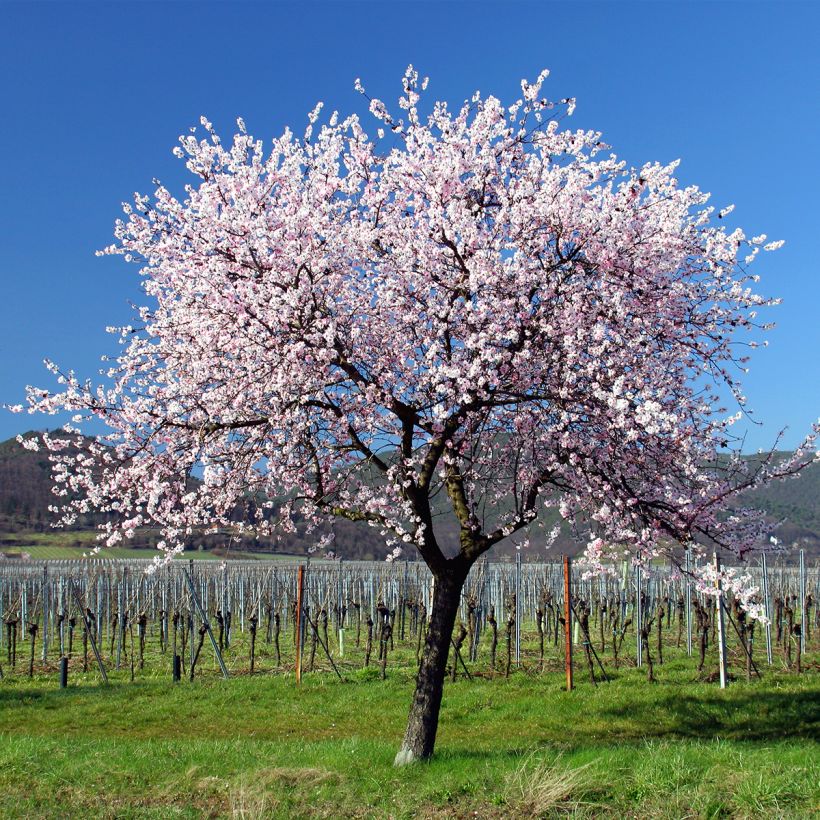 Mandelbaum - Prunus dulcis (Hafen)