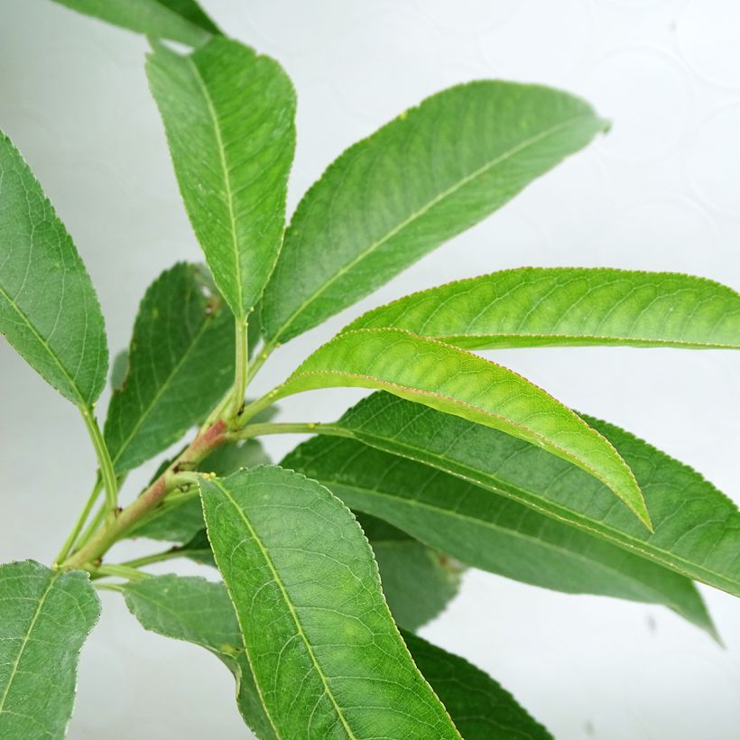 Mandelbaum Texas - Prunus dulcis (Laub)