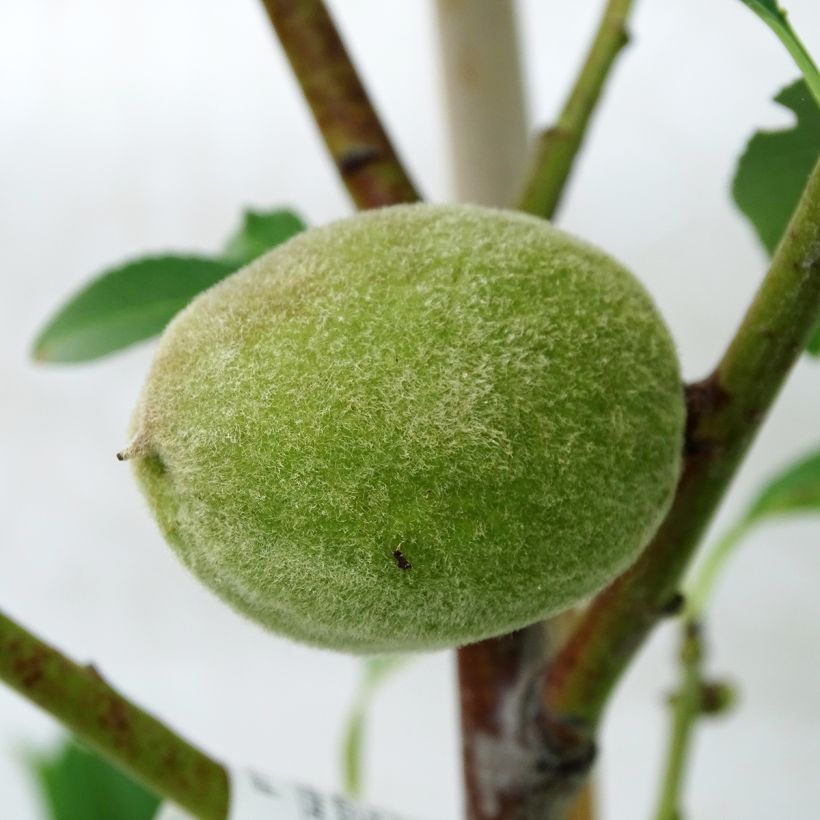 Mandelbaum Texas - Prunus dulcis (Ernte)